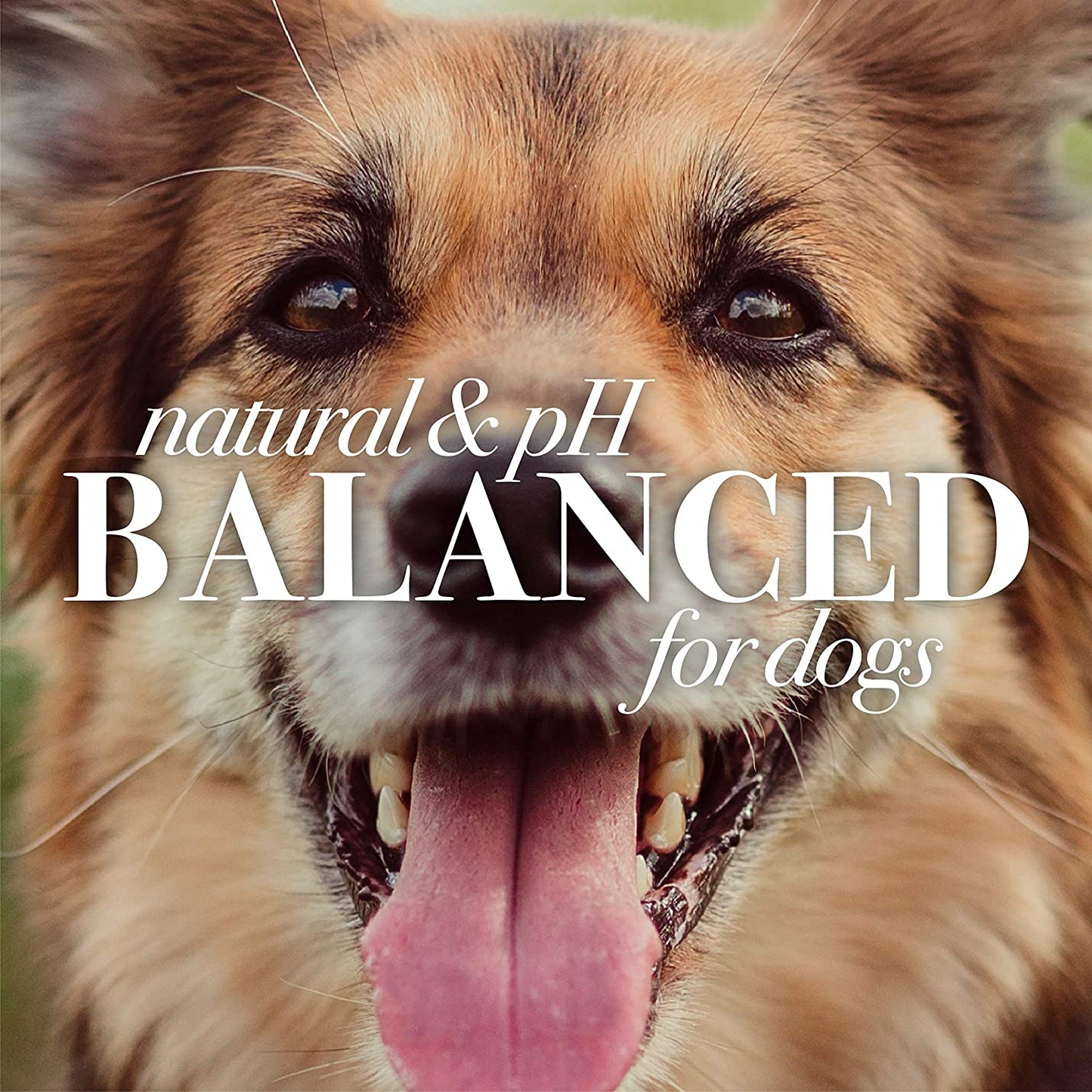 Burt'S Bees Natural Itch Soothing Shampoo for Dogs | Made with Avocado & Honeysuckle | Best Dog Shampoo for Fast Itch Relief | Itch Relieving Dog Shampoo, 16 Oz 2 Pack