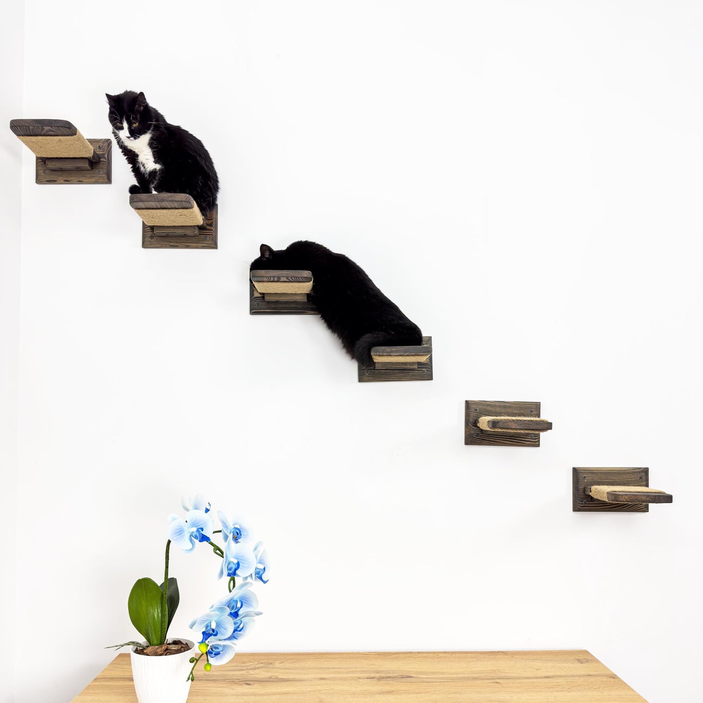Stock in USA, Set Cat 6 Steps with Rope, Cat Furniture, Cat Shelves, Cat Shelf, Cat Wall Shelves, Cat Bridge, Cat Ladder, Cat Tree Furniture
